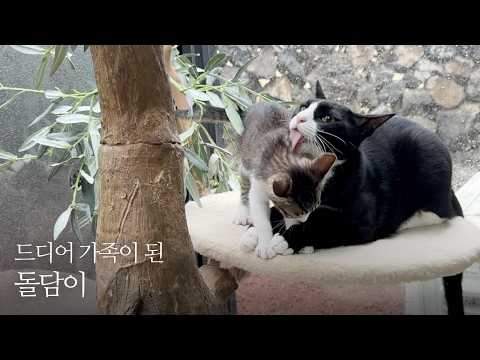 굴러들어 온 새끼 냥이가 드디어 엄마를 찾았다