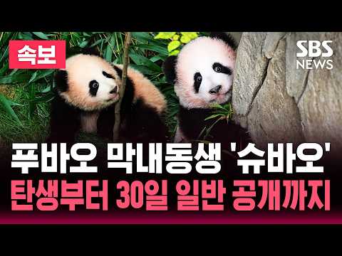🐼 "슈바오 보러오슈~" 푸바오 막내동생 '슈바오'.. 30일 일반공개까지 / SBS 라이브