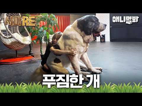 [#사파RE] 분명 내가 안았는데, 왜 내가 안긴 것 같지?😯 (feat. 120kg 초대형견)#TV동물농장 #AnimalFarm #애니멀봐