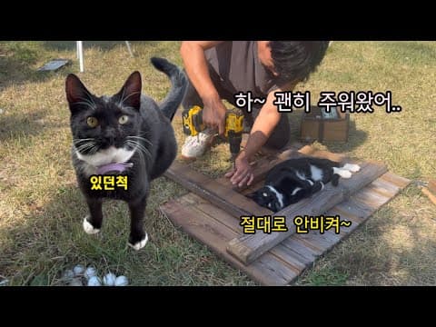 사사건건 참견하는 고양이때문에 미치겠습니다
