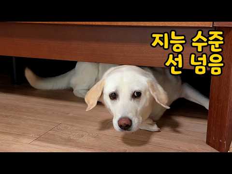리트리버한테 자꾸 개탈 쓴 사람 같다고 지퍼 찾아보라고 하는 이유