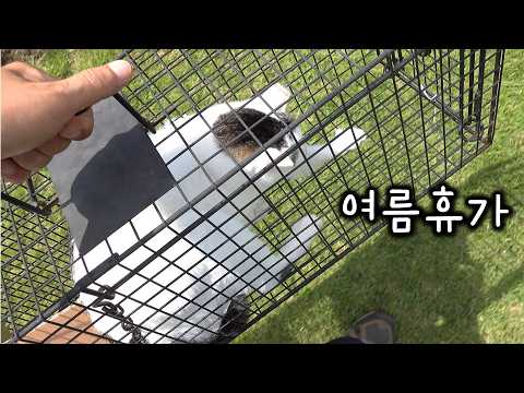 고양이의 여름 휴가 "5년만에 첫 외출"