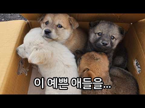 박스째로 버려진 네 마리 강아지들