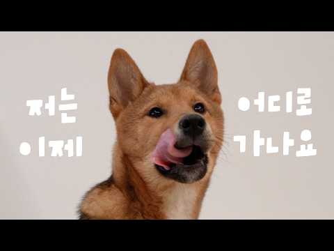 [임보종료] 땅콩이도 입양을 가요💧 행복했던 강아지와의 일상 모음♥️