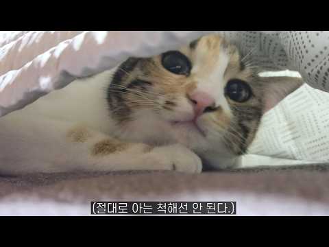 고양이 키우고 싶다고요? 이 영상을 보세요.