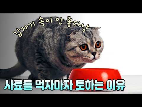 먹자마자 토하는 우리 고양이, 왜 그러는걸까?