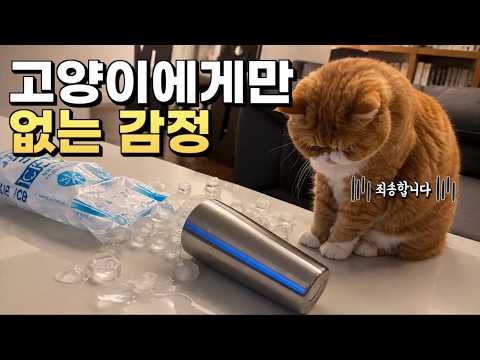 고양이는 이런 감정을 느끼지 않습니다 l 집사가 가장 많이 하는 착각