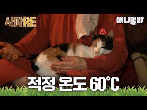 [#사파RE] 🔥잠자기 딱 좋은 온도, 이것도 못 참는 사람들은 나와 함께 할 수 없다🌡 #TV동물농장 #AnimalFarm #애니멀봐