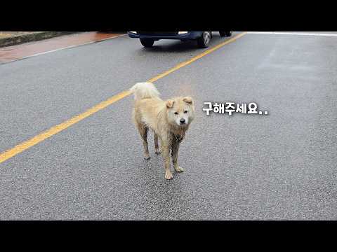 시골 육포 가게에 찾아온 유기견에게 생긴 일