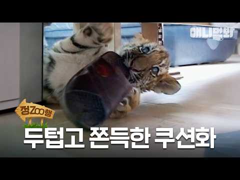 [#정ZOO행] 뒤늦게 두쫀쿠에 눈이 뜬 호랑이 | EP.16 #TV동물농장 #AnimalFarm #애니멀봐
