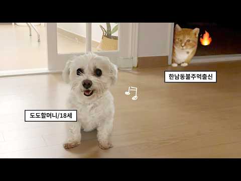 이젠 집에 강아지까지 데려온 남집사;;;
