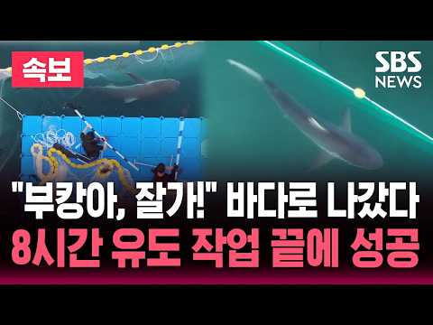 "부캉이 바다로 나갔다" 3차 외해 유도 작업..잠수사 투입 8시간 작업 벌인 끝에 '성공' / SBS 실시간 라이브