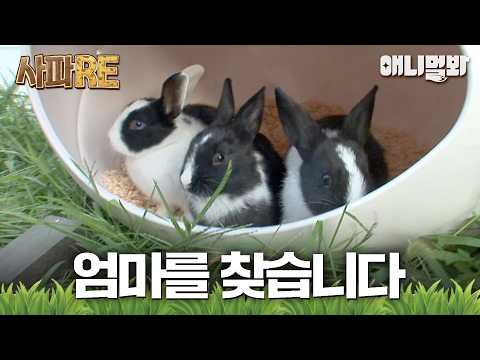 [#사파RE] 인간에게 새끼들을 전부 맡겨버리고 밖을 돌아다니는 어미토끼🐇 #TV동물농장 #AnimalFarm #애니멀봐