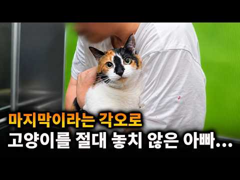 끝까지 고양이를 놓치 않았던 아빠