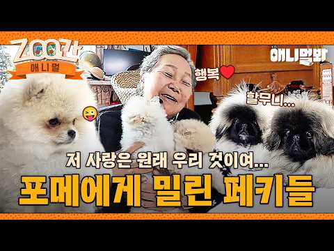 [#Zoo간애니멀] 적극적 애교공세로 할머니의 마음 저격한💘 포메 티티&카카 I EP.1266 #TV동물농장 #AnimalFarm #애니멀봐