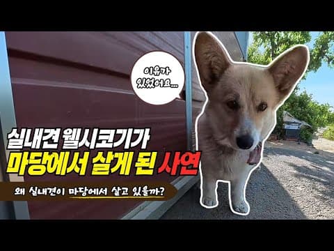 실내견 웰시코기가 시골 마당에서 살게 된 사연 @시고르_우체부 