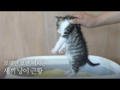 모래만 보면 환장하던 새끼 고양이의 최신 근황