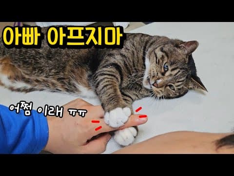 결국 쓰러진 남집사ㅠ 아빠를 지키려는 고양이의 놀라운 행동(눈물주의) : 이사갈 집 스포 + 고양이 모래