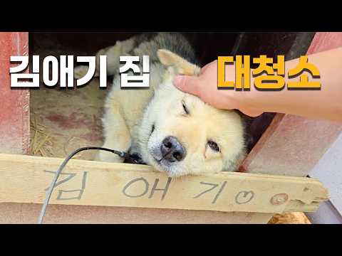 청소 당하는게 익숙해진 시골 김애기😍