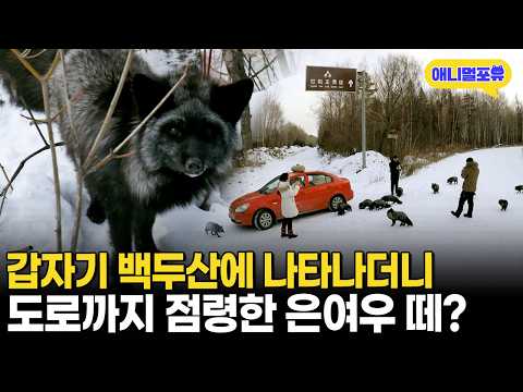 마을에 내려와 자동차에도 달려드는 은여우 떼 무슨 사연일까ㅣKBS 특집 다큐멘터리 180101 방송