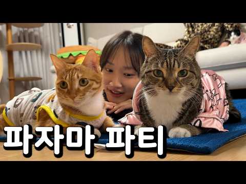 고양이들이랑 파자마 파티하기 🎊🎉