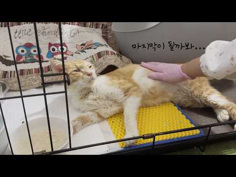 아픈 길고양이를 돌보며 처음으로 구조한 걸 후회하게 되었다