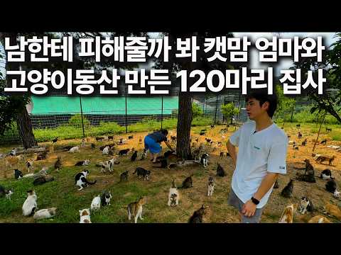 120마리 유기묘 위해 10년 다닌 회사 관두고 800평 카페차린 미남 집사의 하루