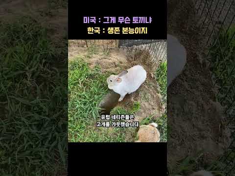 "미국 토끼는 헬스장 다닙니까? ㄷㄷ" 한국 산토끼 보고 외국인들이 턱 빠지게 놀란 이유
