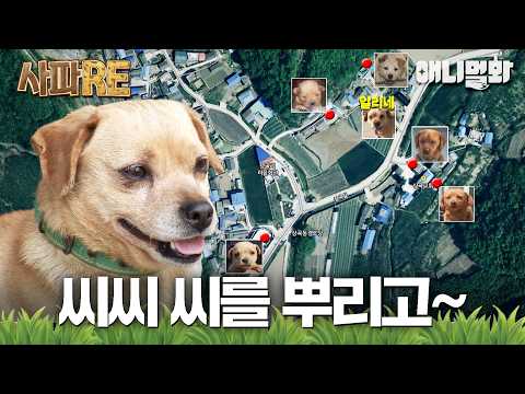 [#사파RE] 오늘부로 카사노바 은퇴한다🥹 #TV동물농장 #AnimalFarm #애니멀봐