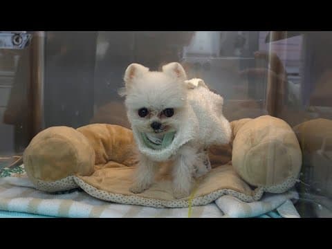 다시 건강해진 기적 같은 강아지🐶 그리고 루퐁 채널의 마지막 준비 [루퐁이 일상 V-LOG]