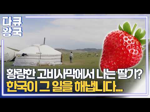 몽골 고비사막에서 한국 딸기 키우기 프로젝트! 몽골에서 인기 폭발한 한국 품종의 딸기 [농업이 미래다 2_3] 20190903