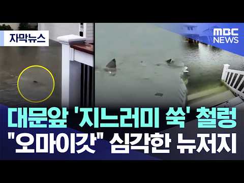 [자막뉴스] 대문앞 '지느러미 쑥' 철렁.."오마이갓" 심각한 뉴저지 (2026.09.28/MBC뉴스)