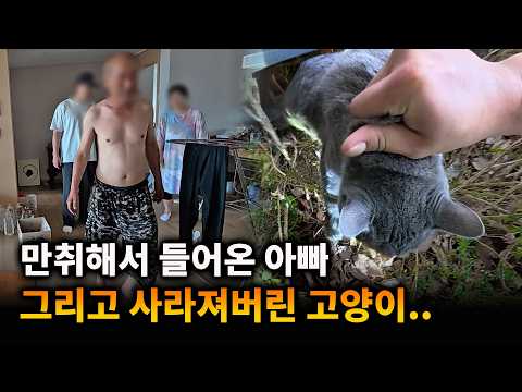 만취한 상태에서 실종된 고양이