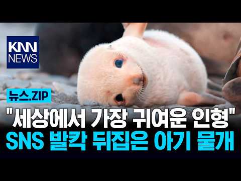 "세상에서 가장 귀여운 인형" SNS 발칵 뒤집은 아기 물개 / KNN