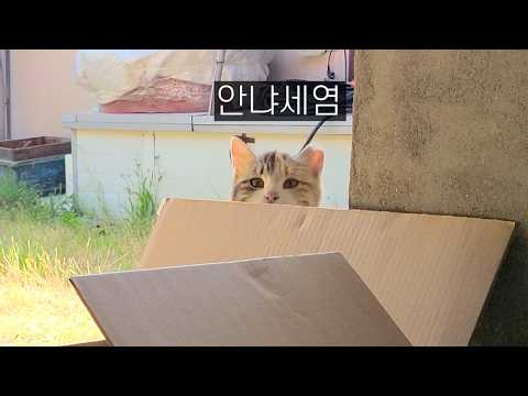 시골냥이가 나를 좋아하는 것 같다.