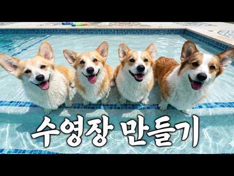 더위에 녹아내리는 강아지들에게 수영장을 만들어주자! | 수영장 만들기 (上)