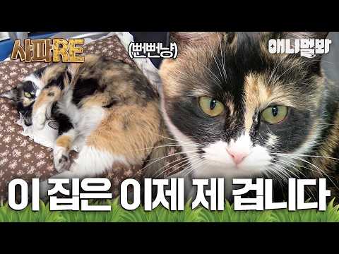 [#사파RE] 이 집은 이제 제 겁니다. 제 마음대로 드나들 수 있는 겁니다🏠 #TV동물농장 #AnimalFarm #애니멀봐