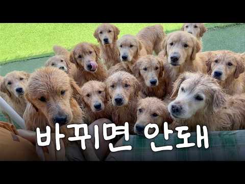 14마리 골든리트리버 한자리에 모였더니...(대혼란)