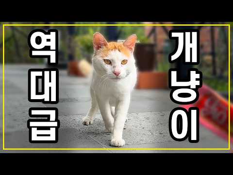 역대급 개냥이 등장에 결국..