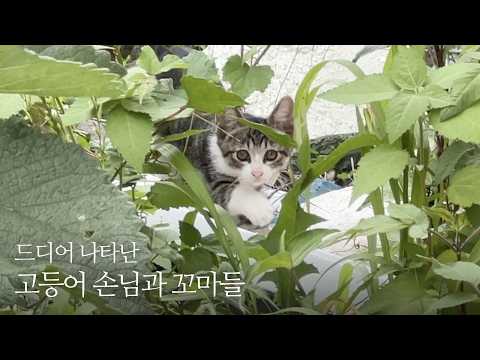 2달 동안 숨겨놨던 새끼 고양이들이 나타났다