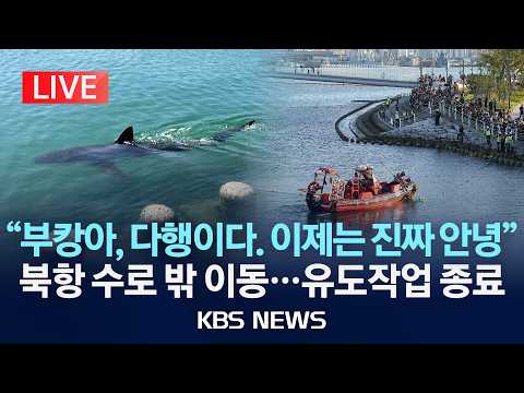 [LIVE] 상어 '부캉이' 북항 수로 밖으로…유도작업 종료/2026년 10월 21일(수)/KBS