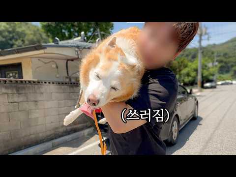 체감온도 38도, 경상도에서 강아지랑 살아남는 방법…….ㅜㅜ