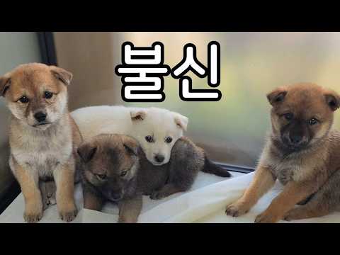 네 꼬맹이들 임시보호 시작합니다!