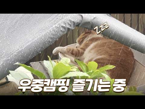 비 맞고 다니는 길냥이들을 위해 텐트를 설치했더니...