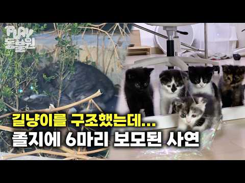 [SUB] 쓰레기장에서 구한 유기된 고양이... 집에 데려왔더니 새끼 5마리를 낳았다?!  | 푸치 편 | Rescued a stray... and got 5 MORE?!