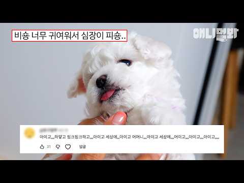 [#댓글모음집] 이 아이는 커서 솜사탕 헬멧을 쓰게 됩니다😍 #TV동물농장 #AnimalFarm #애니멀봐