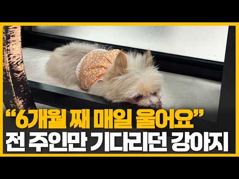 자길 버리고 떠난 주인을 기다리던 강아지 앞에.. 6개월 만에 나타난 사람