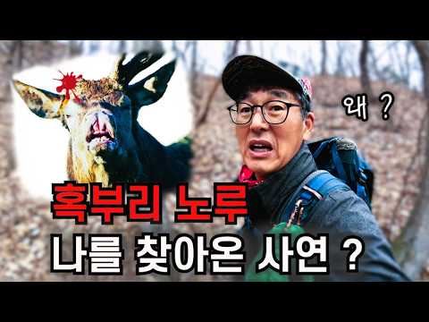 처음 보는 야생 동물 ?  혹부리 노루가 나를 찾아온 사연 !
