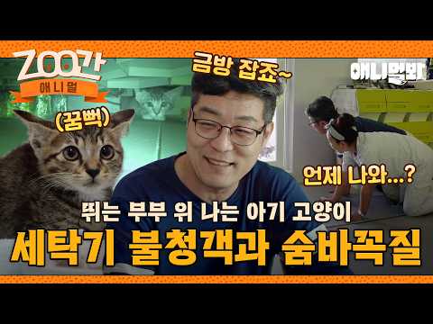 [ZOO간애니멀] 아기 고양이는 금방 잡죠~😎라고 하기엔 너무 빠른 응애 아기 고양이었다🐈 #동물농장 #animalfarm