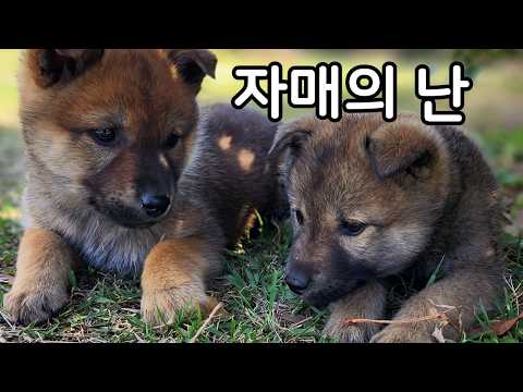 두 달 된 강아지들의 살벌한 서열 싸움!